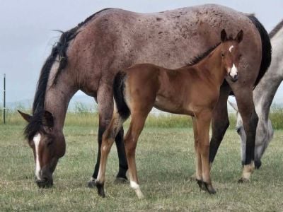 Top Gun Phoenix JW<BR>AQHA PENDING